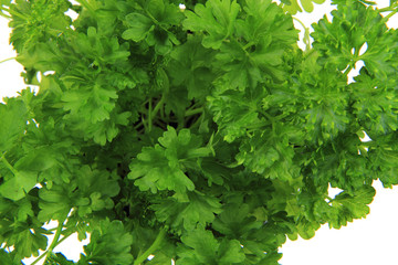 Fototapeta na wymiar fresh parsley leaves - green herbs
