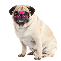 pug dog isolated on a white background