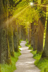 Allee Baumallee mit Fußweg in Bayern