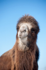 Head of a camel on a background of blue sky. Focusing on the nos