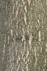 Obraz premium Old tree bark