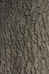 Walnut tree bark