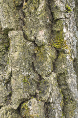Willow tree bark