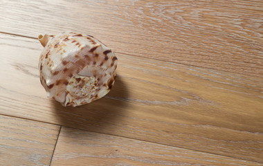Sea cockleshell on a wooden background
