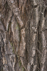 Willow tree bark