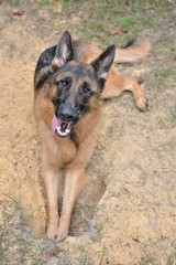 Dog digs a hole in the garden