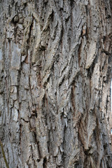 Willow tree bark