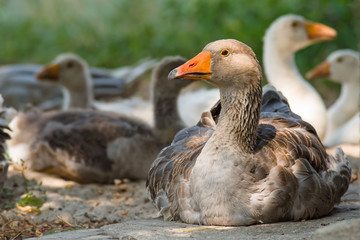 Domestic geese
