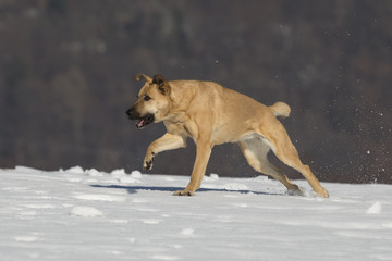 Nala Im Schnee