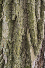 Willow tree bark