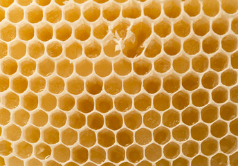 panal de abeja