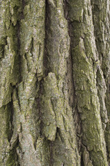 Willow tree bark