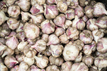 Fresh bulbs of garlic. Background