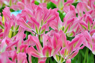 Obraz premium Variété de tulipes roses
