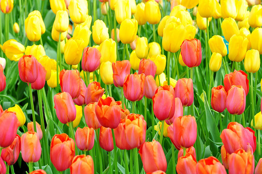 Ensemble de tulipes jaunes et rouges dans un champs au soleil