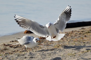mouette rieuse (plumage d'hiver )