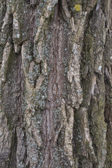 Willow tree bark