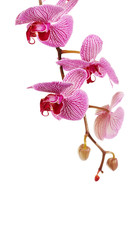 Branch with flowers of an orchid Phalaenopsis.