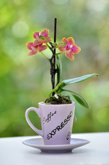 Orchidée dans une tasse coffee expresso