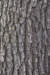 Willow tree bark