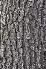 Willow tree bark