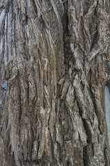Willow tree bark