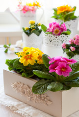 primula flowers in pots