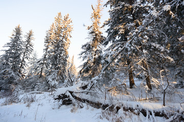 forest winter