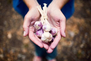 Person's hands holding fresh garlic gloves outside.