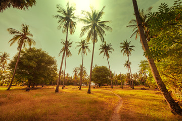 Fototapeta na wymiar Palm plantation