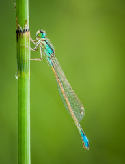 dragonfly on branch with flat bottom and space for text
