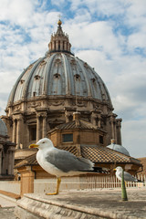 seagull at vatican