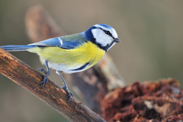 Fototapeta premium Blue tit