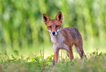 Red fox