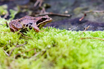 frog