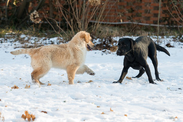 Naklejka premium Sfida