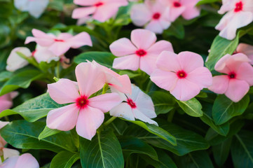 beautiful pink vinca flowers(madagascar periwinkle)