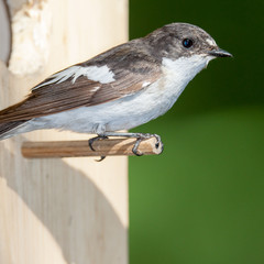 Pied Flycatcher (Ficedula hypoleuca, Muscicapa hypoleuca).