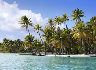 Fototapeta na wymiar Palm trees on island in the sea