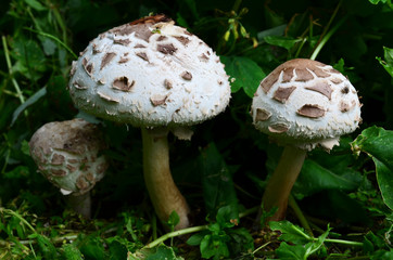 Group of false Parasol mushrooms