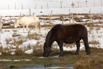 Brown and white horse