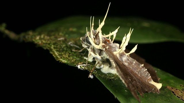 Cordyceps fungus infecting a moth