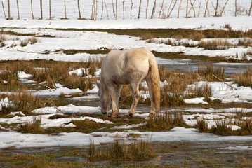 White horse