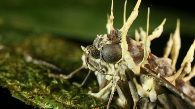 Cordyceps fungus infecting a moth