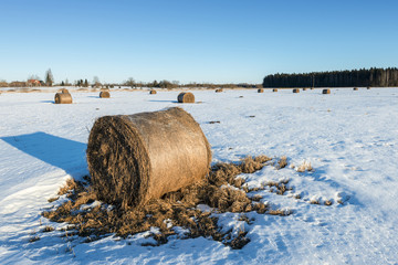 Abandoned wintry field with haystocks