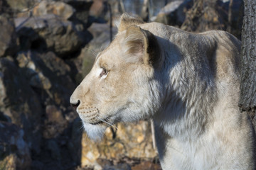 Obraz premium White lioness (Panthera leo krugeri)
