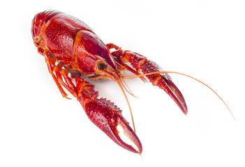 Cangrejo de río aislado