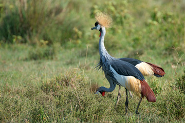 Grey crowned crane