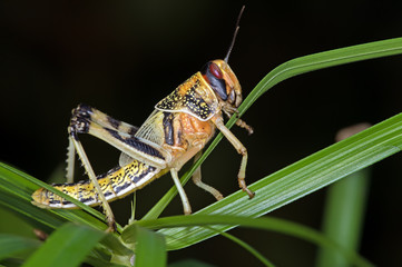 Desert Locust in Gregarious Form