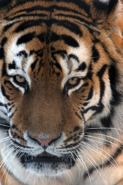 Siberian Tiger face close up